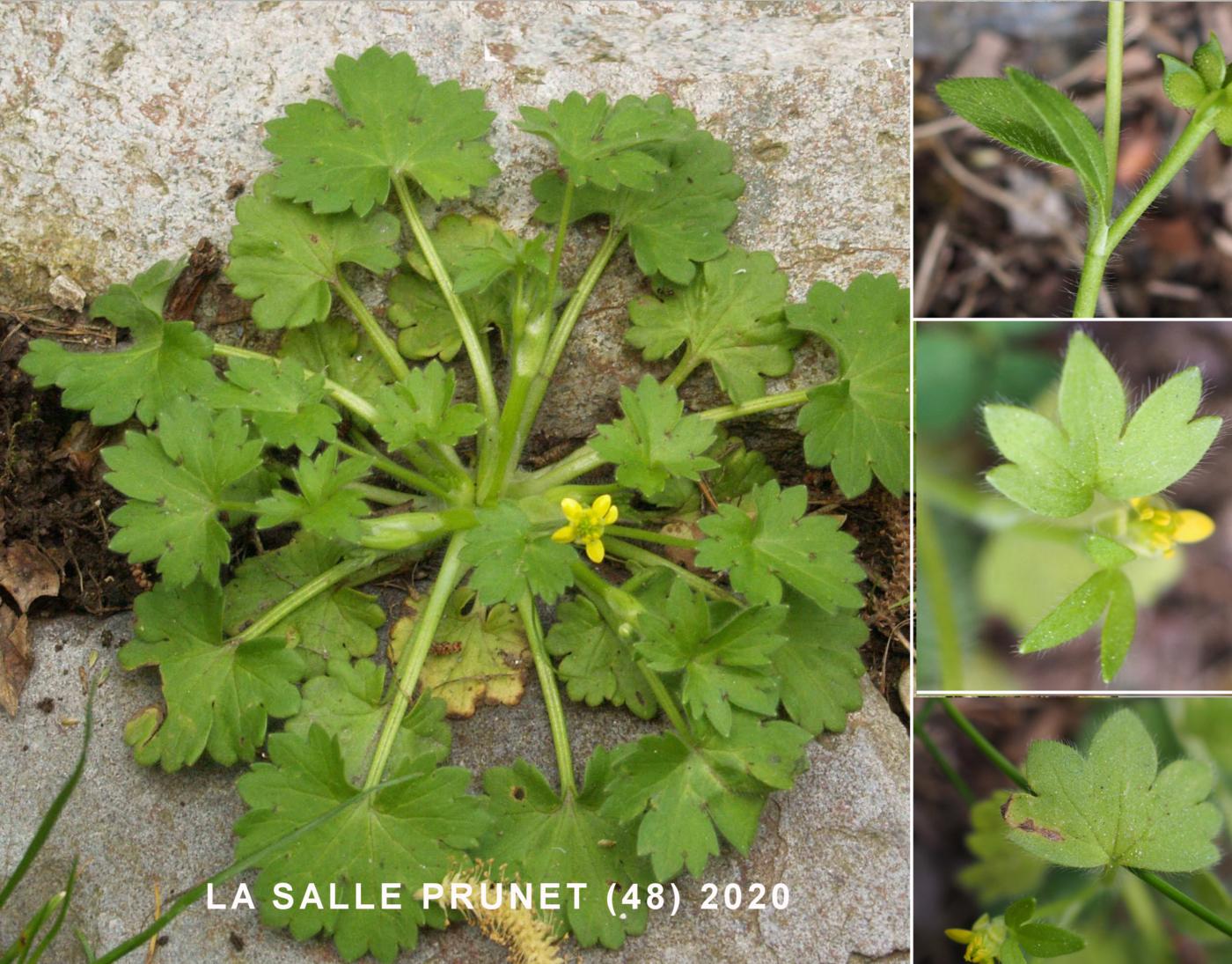 Buttercup, Small-flowered leaf